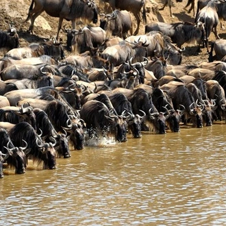 tourhub | Gracepatt Ecotours Kenya | Private 6 Days Masai Mara Wildebeest Migration Safari Holiday 