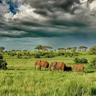 tourhub | Gracepatt Ecotours Kenya | 3 Days Tarangire National park Wildlife Safari  