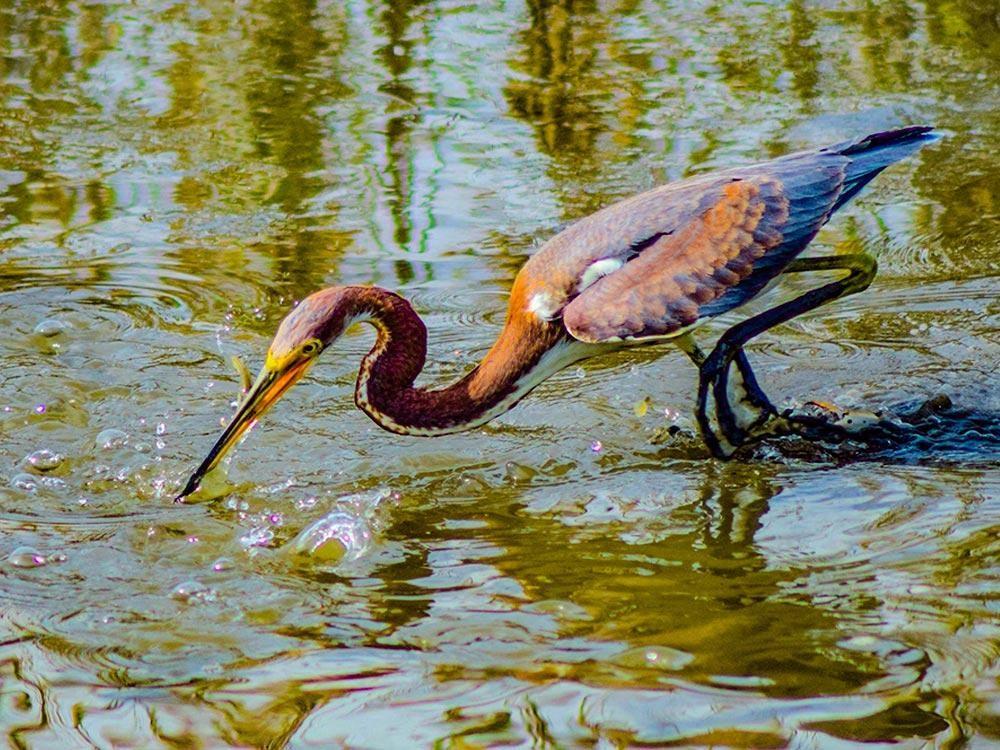 Scenic Marsh Kayak Tour