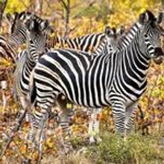 tourhub | Wanderful Holidays | Super South Africa : Wildlife Safari, Table Mountain, Garden Route 