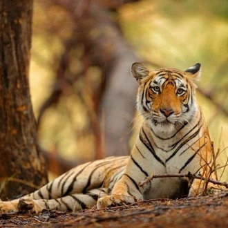 tourhub | Wild Frontiers | Rajasthan: Taj, Temples & Tigers 