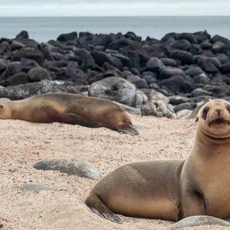 tourhub | Latin Trails | Galapagos Northern and Southern Islands Cruise 