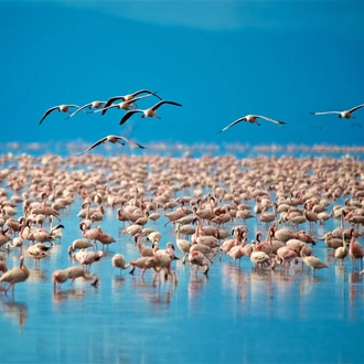 tourhub | Brightwater Holidays | Birdwatching and Wildlife Safaris in Tanzania 776 