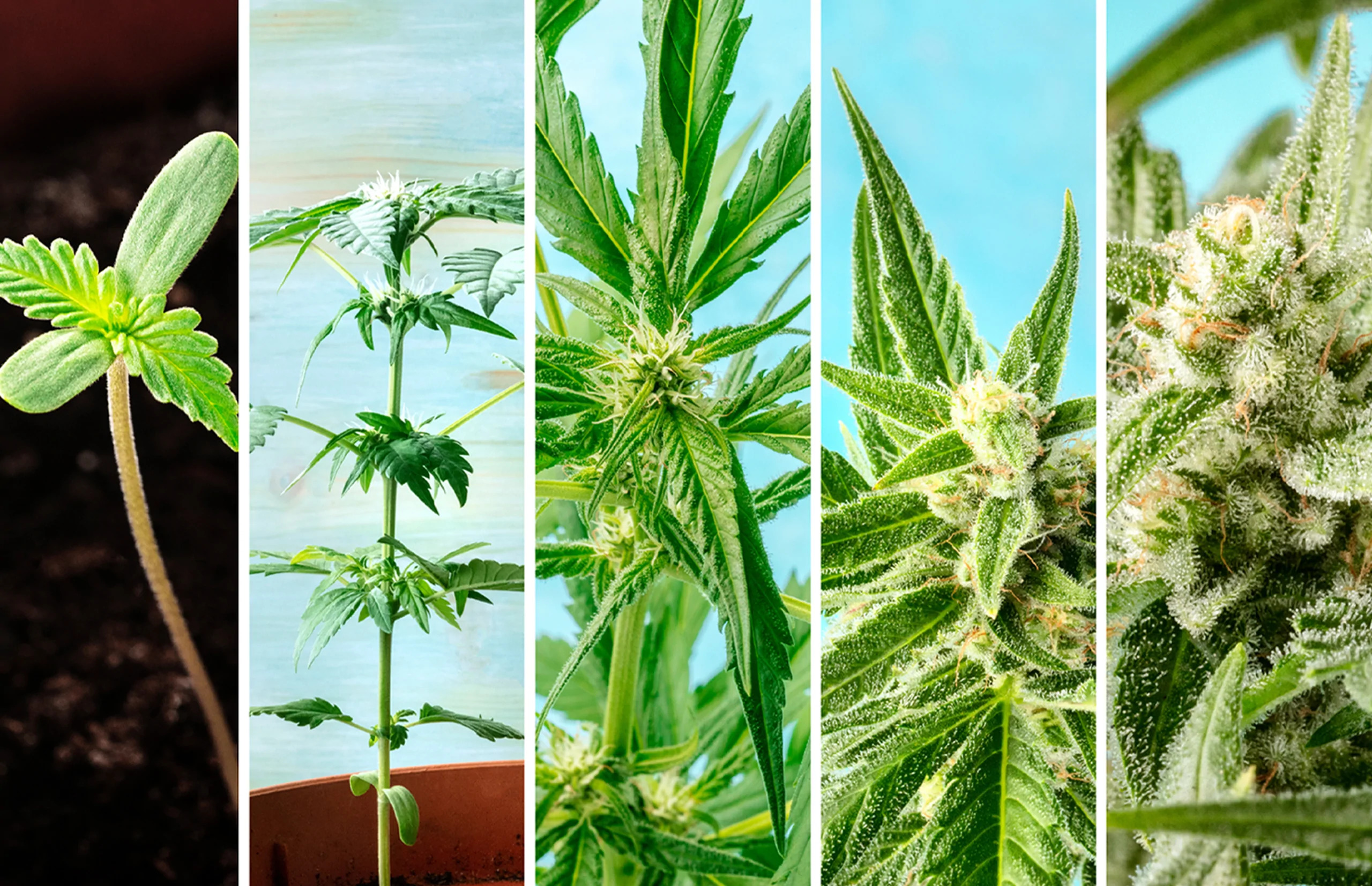 Explained: The Weed Plant Stages – United Cannabis Seeds