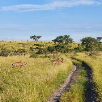 tourhub | Verdoro Safaris | 11-Day Uganda Rwanda Gorilla Tracking Tour from Entebbe 