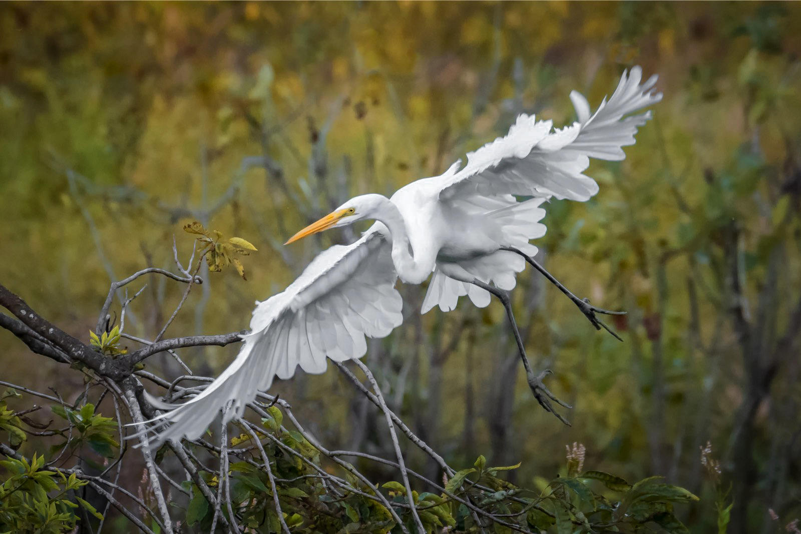 Wildlife Refuge Birding & Nature Tour