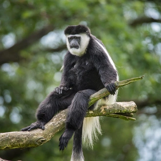 tourhub | Intrepid Travel | Premium Rwanda & Gorillas of Uganda 