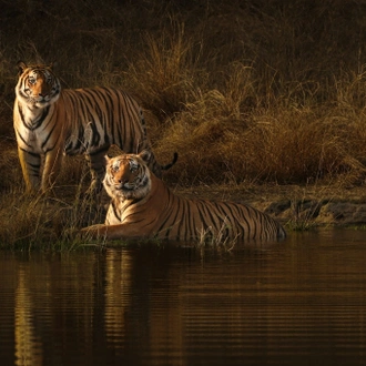 tourhub | Alkof Holidays | Central India Wildlife Tour 