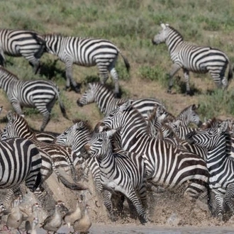 tourhub | Widerange African Safaris | 7 days Tanzania Budget/Midrange Safari by Widerange African Safaris 