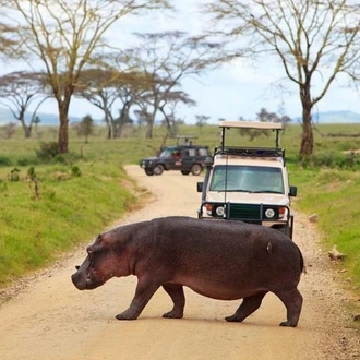 tourhub | Gracepatt Ecotours Kenya | 6 Day Luxury Lodge Wildlife Safari :Northern Tanzania on 4x4 Jeep 