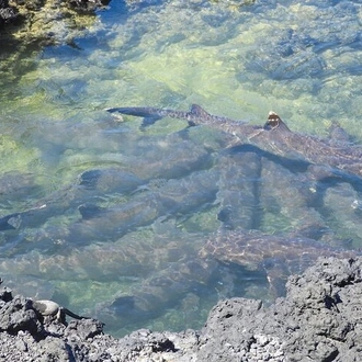 tourhub | Rebecca Adventure Travel |  7-Day Galapagos Island Hopping Tour: Tortuga Bay, Tintoreras, Wildlife Watching 