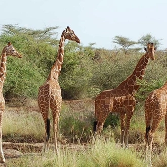 tourhub | Johnbow Tours and Travel | 3 Days Tsavo East & Tsavo West Safari 