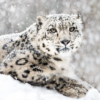 tourhub | Crooked Compass | Snow Leopards of Mongolia 
