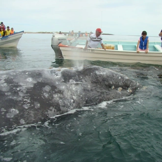 tourhub | Bamba Travel | Baja's Ocean Giants: From La Paz to Los Cabos Quest 7D/6N 