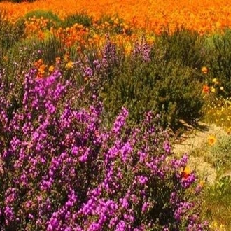 tourhub | HoneyBadger Travel & Tours | South Africa Flower Safari Namaqualand & West Coast 