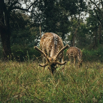 tourhub | Discover Activities | Ooty Mountains and Bandipur Tigers From Coimbatore 