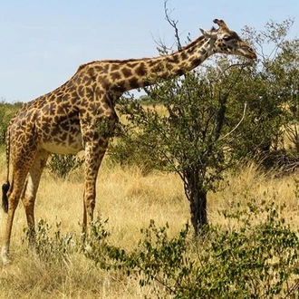 tourhub | Bamba Travel | Masai Mara Interactive Safari 3D/2N 