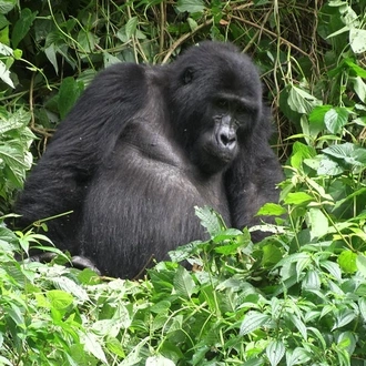 tourhub | Inspire African Safaris | Gorilla Tracking & Batwa Cultural Experience Safari with Round-trip Transportation from Kampala 