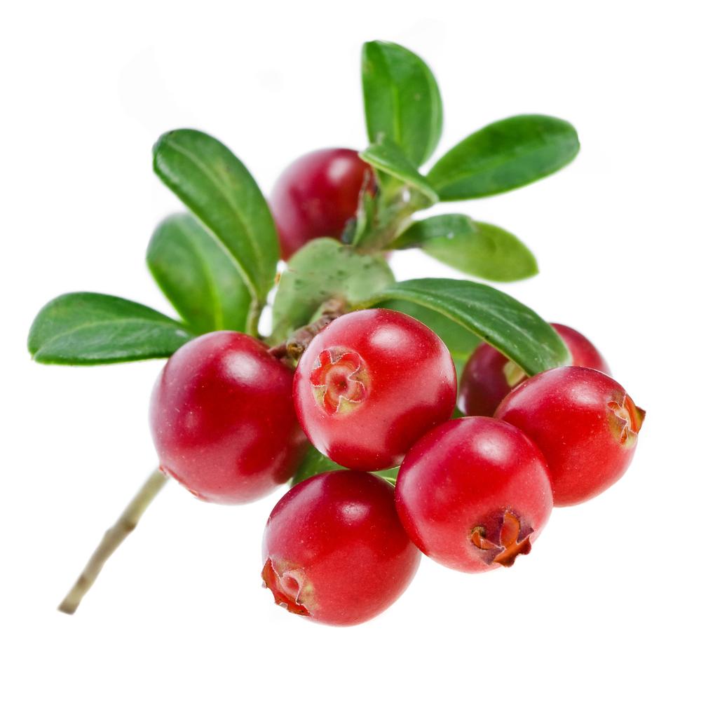 Lingon_Lingon berries