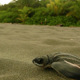 tourhub | Bamba Travel | Tortuguero Trails & Pacuare Rapids 4D/3N 