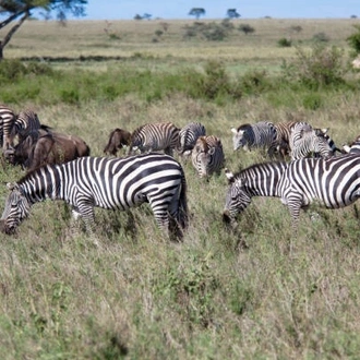 tourhub | Widerange African Safaris | 5 days Serengeti Migration safari package - Mara crossing river 2024/2025 