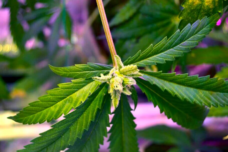 Cannabis Leaf Buds