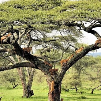 tourhub | Gracepatt Ecotours Kenya | 12 Days Tanzania Best Wildlife Safari And Zanzibar Beach Holiday  