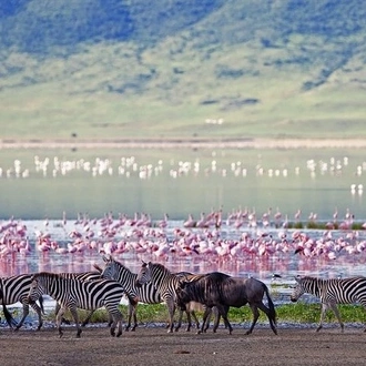 tourhub | Gracepatt Ecotours Kenya | 11 Days Best Tanzania Northern Circuit Luxury Wildlife Safari 