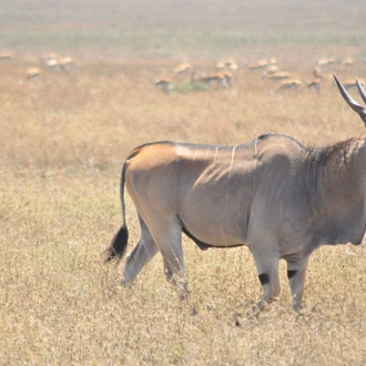 tourhub | Africa Bucket List | 3 Day Safari Serengeti and Ngorongoro 