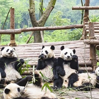 tourhub | On The Go Tours | Shanghai to Chengdu Panda-monium - 11 days 