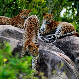 tourhub | Tweet World Travel | SRI LANKA WILDLIFE TOUR 