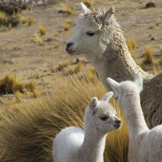 tourhub | SpiceRoads Cycling | Biking Peru From The Andes To The Amazon 