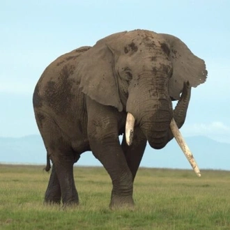 tourhub | Arrow Adventures Kenya | 8 Days Elephant Trails Safari 