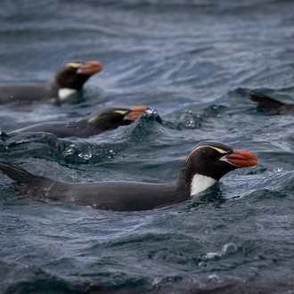 tourhub | Heritage Expeditions | Galapagos of the Southern Ocean 