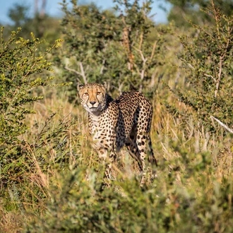 tourhub | Timeline Travel | Madikwe Game Reserve Luxury Tour 