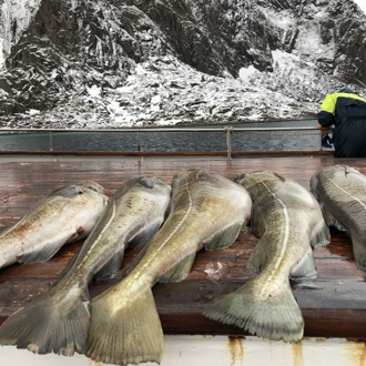 tourhub | World Sea Explorers AS | Winter Cod Fishing in Arctic Norway 