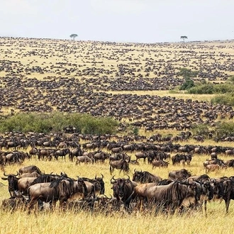 tourhub | Gracepatt Ecotours Kenya | 6 Days Masai Mara Wildebeest Migration Safari Holiday 