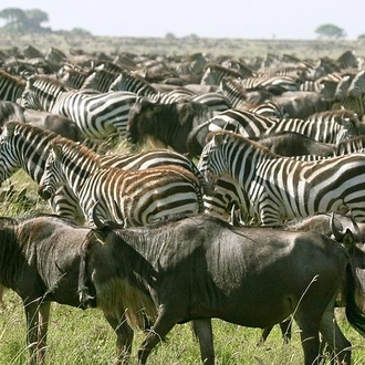 tourhub | Across Africa Tours Travel | Explore to Tarangire, Ngorongoro Crater and Lake Manyara for 2 Days( Basic) 