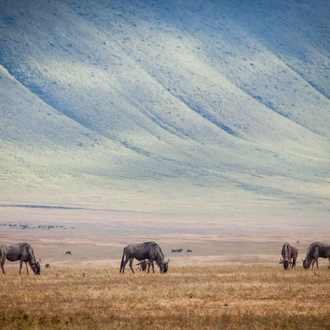 tourhub | Alaitol Safari | 2 Days Safari to Tarangire National Park, Ngorongoro Crater and Snake Park 