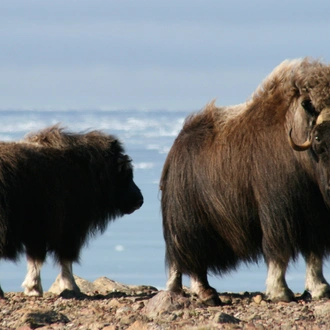 tourhub | Exodus Adventure Travels | Canada's Remote Arctic: Northwest Passage 