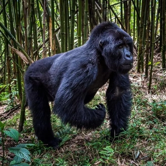 tourhub | Birchill Expeditions | Gorillas and Chimpanzee Tracking Adventure 