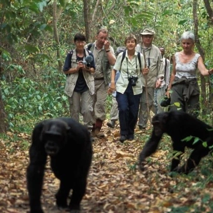 3-Days Chimpanzees Tracking & Bigodi Wetland Sanctuary Adventure - Budget Safari