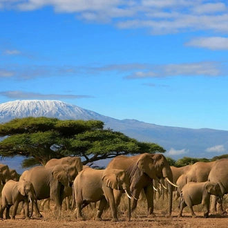 tourhub | Johnbow Tours and Travel | 3 Days Amboseli National Park Safari 