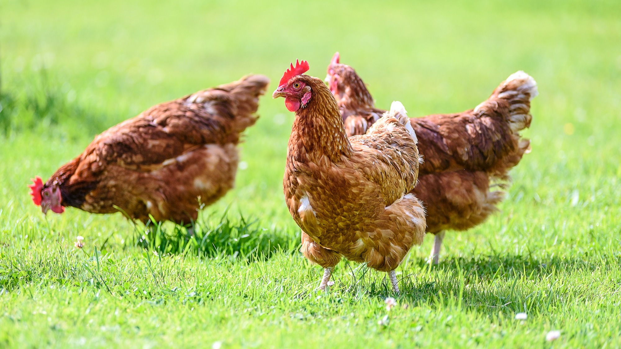 Représentation de la formation : KNET_VOLAILLES_Récupération des charges produits aliments