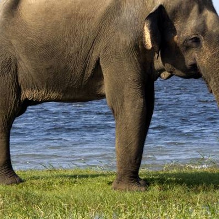 Sri Lanka Highlights & Wildlife - 10 days