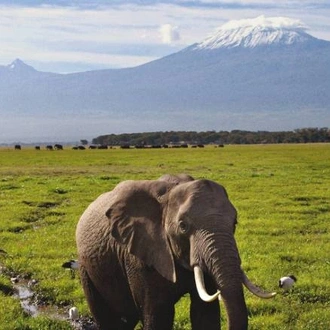 tourhub | World Expeditions | Kilimanjaro - Rongai Route 