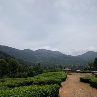 tourhub | Agora Voyages | Enchanting Munnar Tour from Madurai 