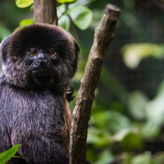 tourhub | Maniti Expeditions Amazon Eco-Lodge and Tours Iquitos | 5D/4N All Inclusive Tour from Iquitos at Maniti Eco-Lodge 