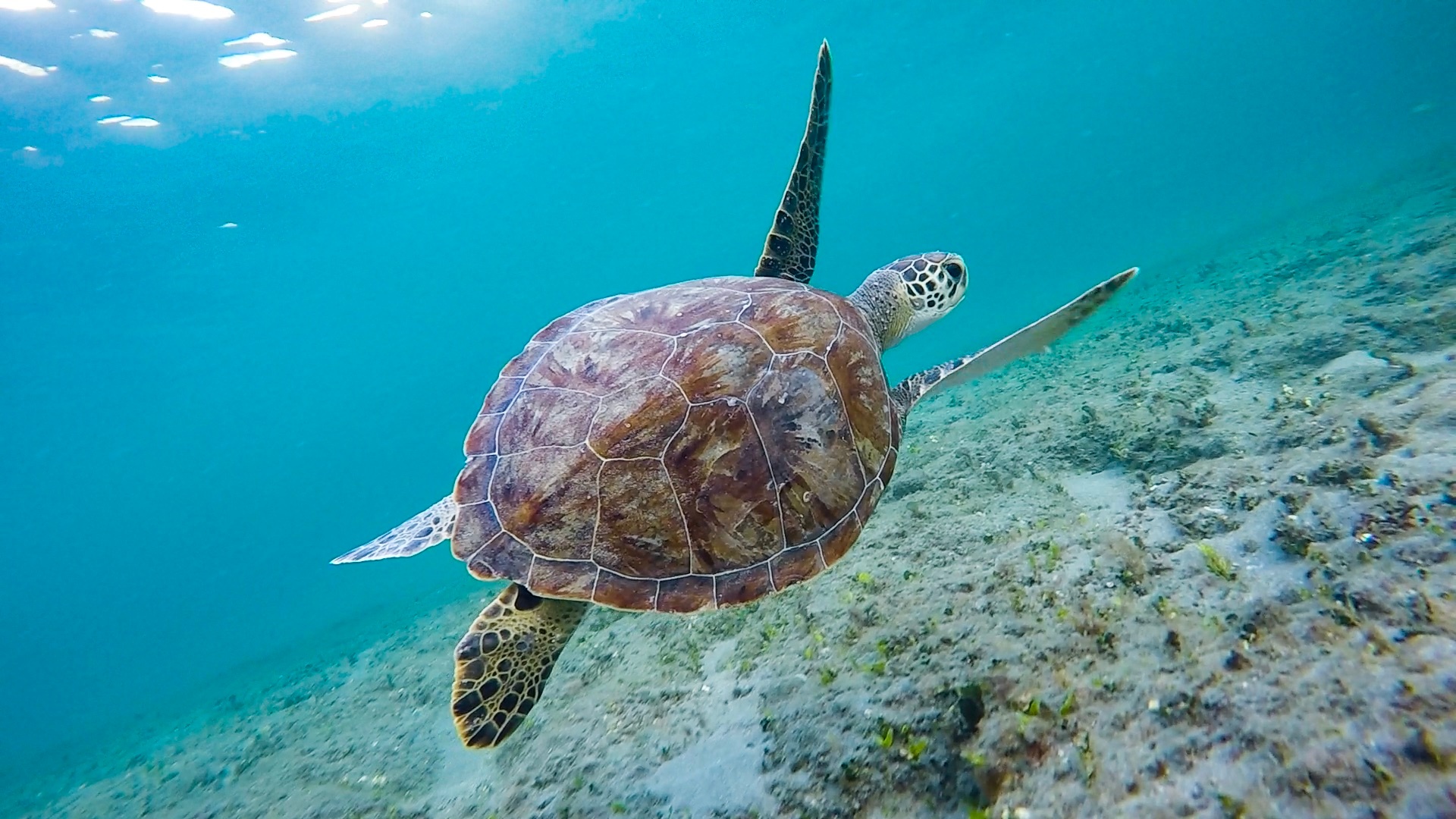 Turtle Reef Boat Tour