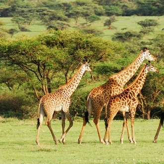 tourhub | Intrepid Travel | Serengeti & Ngorongoro Safari 